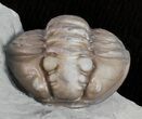 Wide, Enrolled Flexicalymene Trilobite - Ohio #61034-2